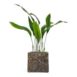 Lava Cube Relic Planter - Rust -Hortology Shop Aspidistra Cast Iron Plant Lava Cube Relic Planter Rust