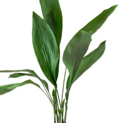 Aspidistra - Cast Iron Plant -Hortology Shop Aspidistra Cast Iron Plant Leaves