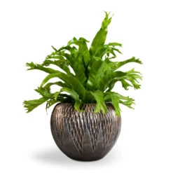 Luxe Lite Comet Globe Planter - Bronze -Hortology Shop Asplenium Crissie Amy Bird s Nest Fern 17x50cm Luxe Lite Comet Globe Planter Bronze 28x20cm 1 c3c2ba0c 6673 47ef bd5b c6dd0f84506b