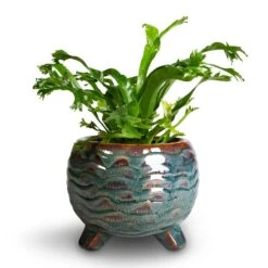 Dewi Plant Pot - Marrakesh -Hortology Shop Asplenium CrissieAmy Birds NestFern 21x16cm 3f534381 acfd 4cee bd1b 78142899bd4c