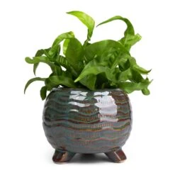 Dewi Plant Pot - Marrakesh -Hortology Shop Asplenium Hurricane Twisted Bird s Nest Fern 12x20cm Dewi Plant Pot Marrakesh 18x14cm 443aae37 fb49 46e8 907e abbaca503315
