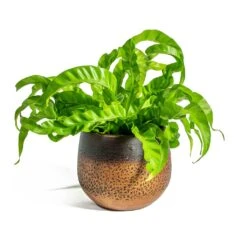 Mya Plant Pot - Shiny Mocha 33 Mya Plant Pot - Shiny Mocha -Hortology Shop Asplenium Hurricane Twisted Bird s Nest Fern Mya Plant Pot Shiny Mocha 15cm