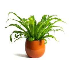 Charlotte Plant Pot - Orange -Hortology Shop Asplenium Hurricane Twisted Birds Nest Fern Charlotte Orange Plant Pot f03a254c 400c 432b a603 c15584115784