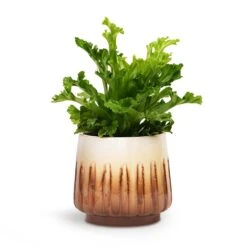 Asplenium Leslie - Crested Birds Nest Fern -Hortology Shop Asplenium Leslie Crested Birds Nest Fern 12x20cm Alice Plant Pot Caramel 15x14cm