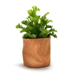 Asplenium Leslie - Crested Birds Nest Fern -Hortology Shop Asplenium Leslie Crested Birds Nest Fern 12x20cm Juna Plant Basket Cognac 14x14cm