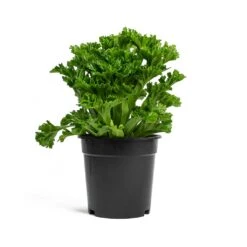Asplenium Leslie - Crested Birds Nest Fern -Hortology Shop Asplenium Leslie Crested Birds Nest Fern 17cm