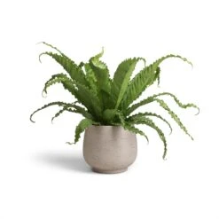 Mini Pixie Plant Pot - Grey Washed -Hortology Shop Asplenium Osaka Japanese Bird s Nest Fern 17x50 Mini Pixie Plant Pot Grey Washed 24x20cm 12393f8b 0b21 41a7 af0a 907baeb6f744