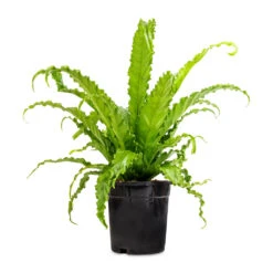 Asplenium Osaka - Japanese Bird's Nest Fern -Hortology Shop Asplenium Osaka Japanese Bird s Nest Fern 17x50cm 2
