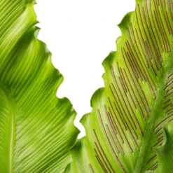 Asplenium Osaka - Japanese Bird's Nest Fern -Hortology Shop Asplenium Osaka Japanese Bird s Nest Fern 17x50cm