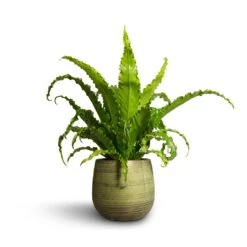 Lydia Plant Pot - Shiny Green -Hortology Shop Asplenium Osaka Japanese Bird s Nest Fern 17x50cm Lydia Plant Pot Shiny Green 22x20cm