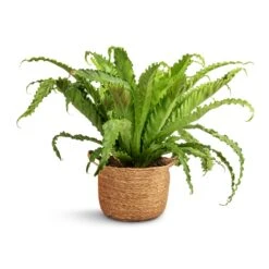 Asplenium Osaka - Japanese Bird's Nest Fern -Hortology Shop Asplenium Osaka Japanese Bird s Nest Fern 17x50cm Nelis Plant Basket Natural 23x20cm 31f8e6af 287b 4e52 98d8 3ccd2af6443e