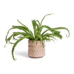 Asplenium Osaka - Japanese Bird's Nest Fern -Hortology Shop Asplenium Osaka Japanese Bird s Nest Fern 17x50cm Stian Plant Pot Soft Nougat 21x20cm bd6ca154 60df 4c02 aeb9 135637ba47bc