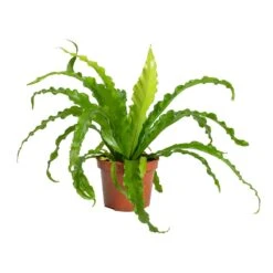Asplenium Osaka - Japanese Bird's Nest Fern -Hortology Shop Asplenium Osaka Japanese Birds Nest Fern 12x25cm