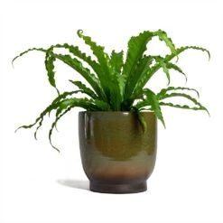 Asplenium Osaka - Japanese Bird's Nest Fern -Hortology Shop Asplenium Osaka Japanese Birds Nest Fern 17x50cm Linn Plant Pot Deep Green 25x25cm