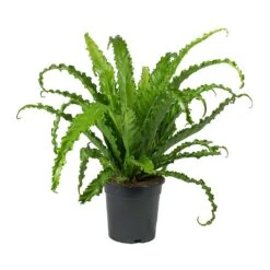 Asplenium Osaka - Japanese Bird's Nest Fern -Hortology Shop Asplenium Osaka Japanese Birds Nest Fern 2