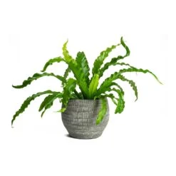 Asplenium Osaka - Japanese Bird's Nest Fern -Hortology Shop Asplenium Osaka Japanese Birds Nest Fern Koen Brown Plant Pot