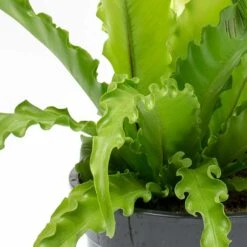 Asplenium Osaka - Japanese Bird's Nest Fern -Hortology Shop Asplenium Osaka Japanese Birds Nest Fern Leaves