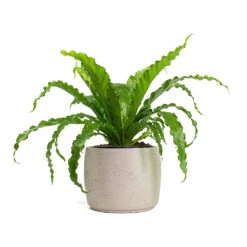 Mini Valerie Plant Pot - Grey Washed -Hortology Shop Asplenium Osaka Japanese Birds Nest Fern Mini Valerie Plant Pot Grey Washed