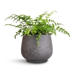 Mini Pixie Plant Pot - Black Washed -Hortology Shop Asplenium Parvati Mother Fern 12x25cm Mini Pixie Plant Pot Black Washed 18x15cm