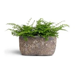 Hortology Shop -Hortology Shop Asplenium Parvati Mother Fern 12x25cmxTwo Plants Lava Oval Relic Plant Bowl Rust 31x18x15cm 15875bcc e0db 4b50 8d82 faca11453689
