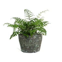 Lava Couple Straight Relic Planter - Jade -Hortology Shop Asplenium Parvati Mother Fern Lava Couple Straight Relic Planter Jade