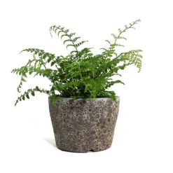 Lava Couple Straight Relic Planter - Rust -Hortology Shop Asplenium Parvati Mother Fern Lava Couple Straight Relic Planter Rust