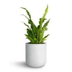 Asplenium Nidus Campio - Champion's Bird's Nest Fern -Hortology Shop Asplenium nidus Campio Champion s Bird s Nest Fern 12x30cm Charlie Plant Pot White Washed 15x15cm