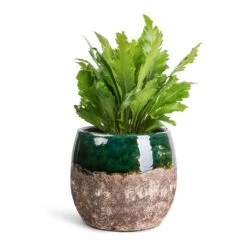 Lindy Plant Pot - Black Green 36 Lindy Plant Pot - Black Green -Hortology Shop Asplenium nidus Campio Champion s Bird s Nest Fern 12x30cm Lindy Plant Pot Black Green 19x16cm 7b57800e 1c0f 4e45 8351 f3fb8257b8d7