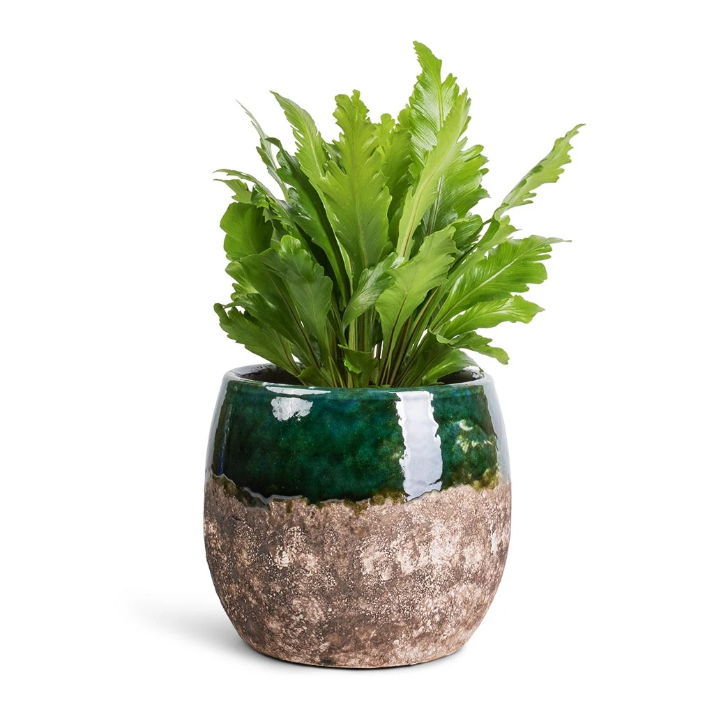 Lindy Plant Pot - Black Green 17 Lindy Plant Pot - Black Green - Image 17