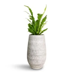 Asplenium Nidus Campio - Champion's Bird's Nest Fern -Hortology Shop Asplenium nidus Campio Champion s Bird s Nest Fern 12x30cm Ryan Plant Vase White Black 18x30cm