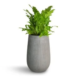Patt High Plant Vase - Ridged Dark Grey 22 Patt High Plant Vase - Ridged Dark Grey -Hortology Shop Asplenium nidus Campio Champion s Bird s Nest Fern 17x40cm Patt High Plant Vase Ridged Dark Grey 29x43cm 7f4238f1 3f2a 481a 87e6 a8f4f846e66c