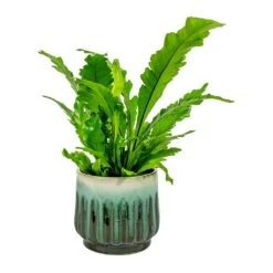 Asplenium Nidus Campio - Champion's Bird's Nest Fern -Hortology Shop Asplenium nidus Campio Champion s Bird s Nest Fern alice Plant Pot Ocean