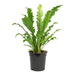 Asplenium Nidus Campio - Champion's Bird's Nest Fern -Hortology Shop Asplenium nidus Campio Champions Birds Nest Fern 17cm New