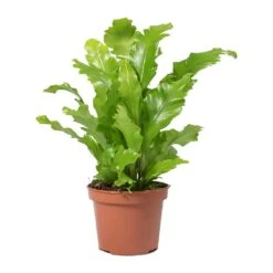 Asplenium Nidus Campio - Champion's Bird's Nest Fern -Hortology Shop Asplenium nidus Campio Champions Birds Nest Fern