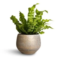 Asplenium Nidus Crispy Wave - Pleated Bird's Nest Fern -Hortology Shop Asplenium nidus Crispy Wave Pleated Bird s Nest Fern 12x30cm Noor Plant Pot Metallic Grey 16x13cm 92a61991 0d7f 4326 a7aa ca8fdd9e7e68