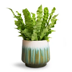 Asplenium Nidus Crispy Wave - Pleated Bird's Nest Fern -Hortology Shop Asplenium nidus Crispy Wave Pleated Bird s Nest Fern Alice Plant Pot Ocean