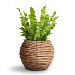 Asplenium Nidus Crispy Wave - Pleated Bird's Nest Fern -Hortology Shop Asplenium nidus Crispy Wave Pleated Bird s Nest Fern Lida Plant Basket Natural