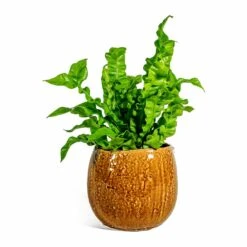 Asplenium Nidus Crispy Wave - Pleated Bird's Nest Fern -Hortology Shop Asplenium nidus Crispy Wave Pleated Bird s Nest Fern Mischa Plant Pot Caramel