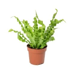 Asplenium Nidus Crispy Wave - Pleated Bird's Nest Fern -Hortology Shop Asplenium nidus Crispy Wave Pleated Birds Nest Fern 30cm