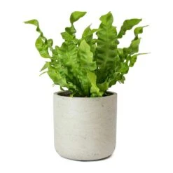 Asplenium Nidus Crispy Wave - Pleated Bird's Nest Fern -Hortology Shop Asplenium nidus Crispy Wave Pleated Birds Nest Fern Charlie Grey Plant Pot