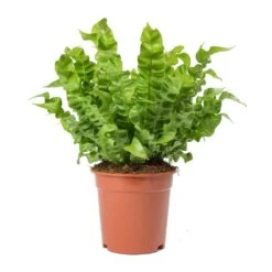 Asplenium Nidus Crispy Wave - Pleated Bird's Nest Fern -Hortology Shop Asplenium nidus Crispy Wave Pleated Birds Nest Fern Large