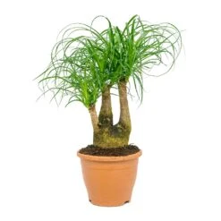 Beaucarnea - Pony Tail Palm - Branched -Hortology Shop Beaucarnea Pony Tail Palm Branched 23x60cm