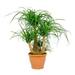 Beaucarnea - Pony Tail Palm - Branched -Hortology Shop Beaucarnea Pony Tail Palm Branched 26x75cm