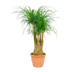 Beaucarnea - Pony Tail Palm - Branched -Hortology Shop Beaucarnea Pony Tail Palm Branched 29x90cm