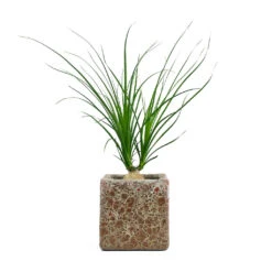 Beaucarnea - Pony Tail Palm - Orb -Hortology Shop Beaucarnea Pony Tail Palm Orb Lava Cube Relic Planter Pink 474575ea b3e7 41a6 8aab 6cb017deb643
