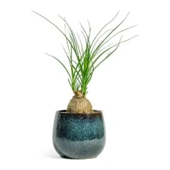 Beaucarnea - Pony Tail Palm - Orb -Hortology Shop Beaucarnea Pony Tail Palm Orb Odile Plant Pot Moss 2bd8b98d daeb 4b56 858a 0f9118d58af2