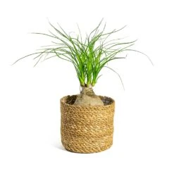 Beaucarnea - Pony Tail Palm - Orb -Hortology Shop Beaucarnea Pony Tail Palm Orb Stef Plant Baskets Set of 5 Natural