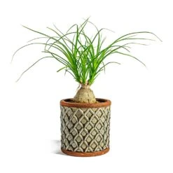 Beaucarnea - Pony Tail Palm - Orb -Hortology Shop Beaucarnea Pony Tail Palm Orb liam grey plant pot 4233c5cf da52 4d38 83e5 c3f65691695a