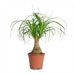 Beaucarnea - Pony Tail Palm - Single Stem -Hortology Shop Beaucarnea Pony Tail Palm Single Stem 14x35cm
