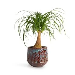 Beaucarnea - Pony Tail Palm - Single Stem -Hortology Shop Beaucarnea Pony Tail Palm Single Stem 19x60cm Noud Plant Pot Marrakesh 26x22cm 19c824a1 2309 4a76 8967 3aeaa074d12e